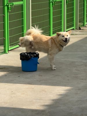 똘이