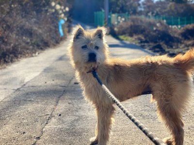 삽살이