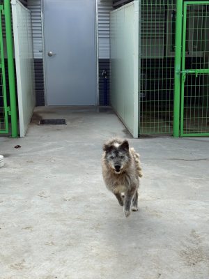 머털이