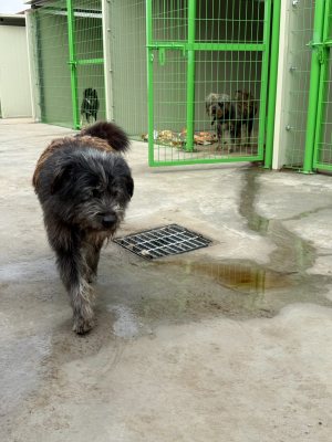 가비