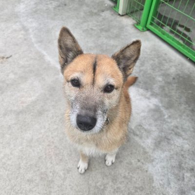 춘향이