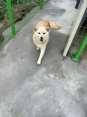 똘이