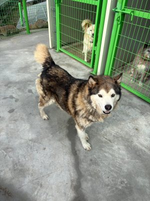 통키