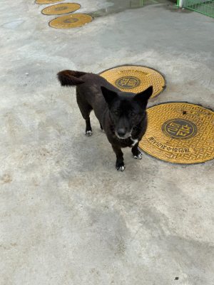 반달이
