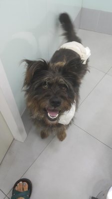 편숙이
