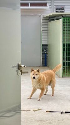금동이