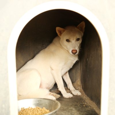 은동이