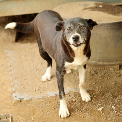 삐용이