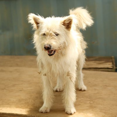 보리