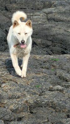 진이