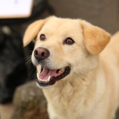 고구마