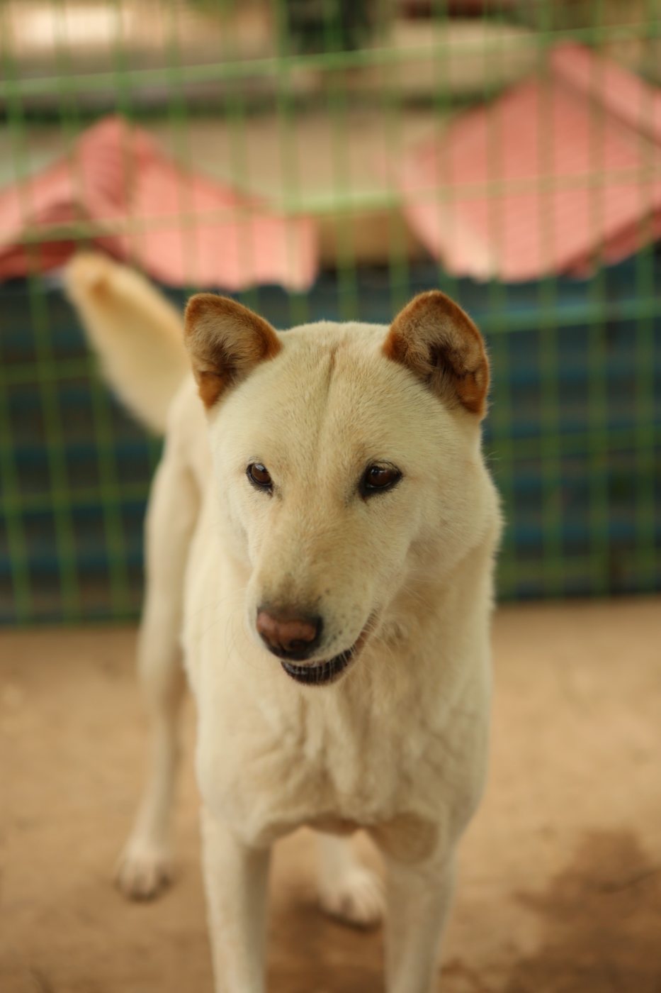 하니