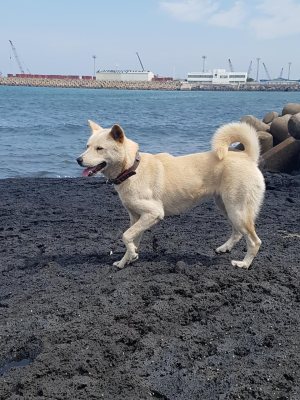 진이