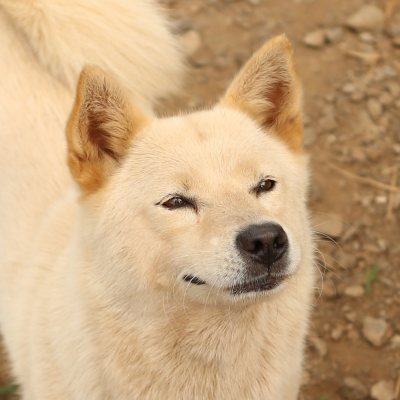 흰순이