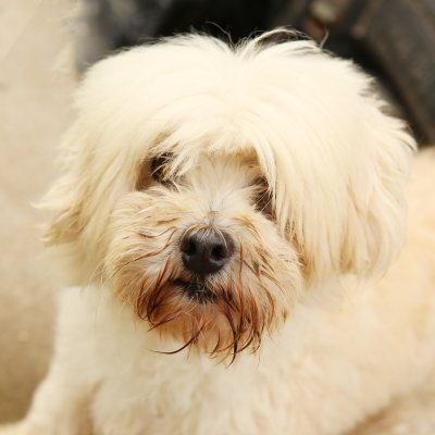 땡이