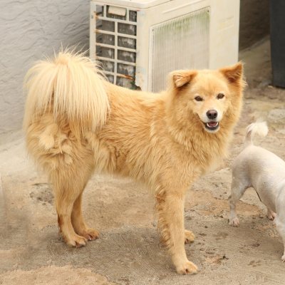 붕붕이