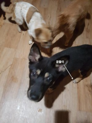 꿈돌이