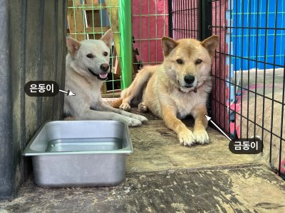 금동이