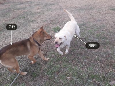 여름이