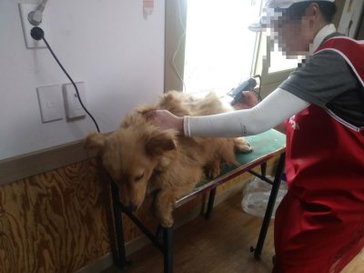 붕붕이