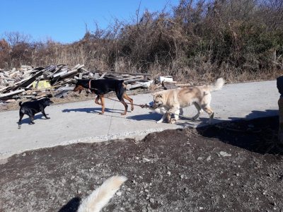 소길이