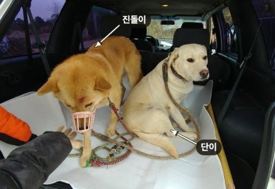 진돌이