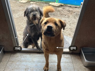 상아