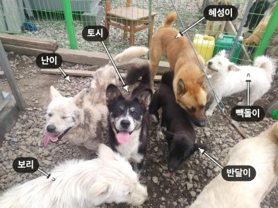 보리