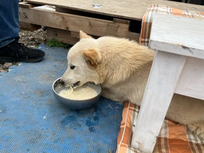 노을이