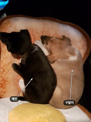 구달이