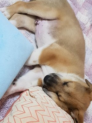 구달이