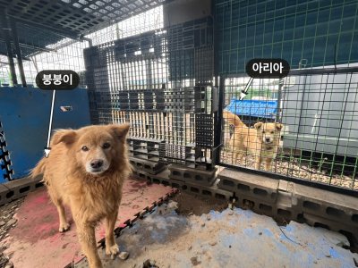 붕붕이