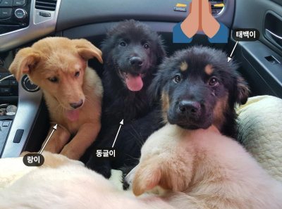 동글이