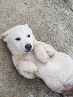 콩콩이