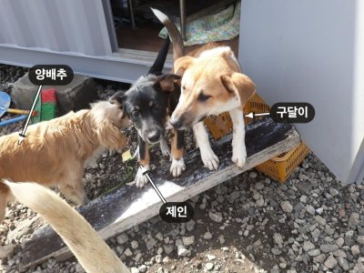 구달이