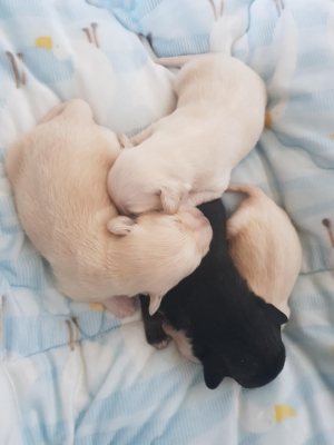 가지