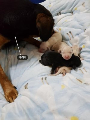 가지
