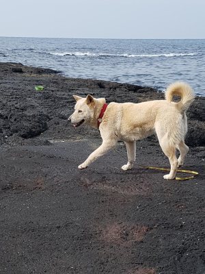 진이