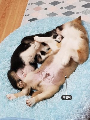 구달이