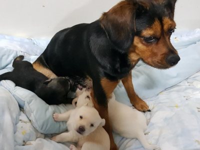고구마