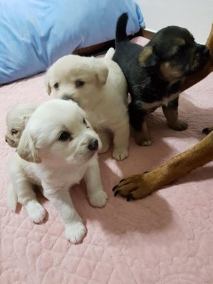 가지