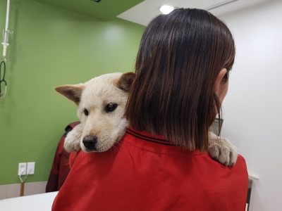 봉순이