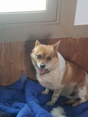또또