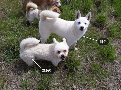 태수