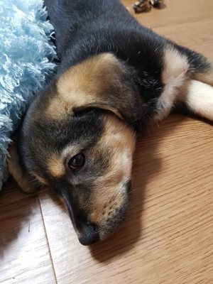 가지