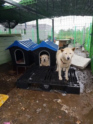 골드