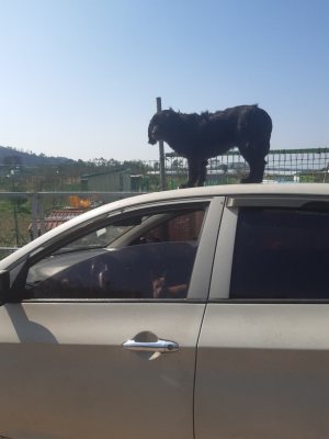 싸리