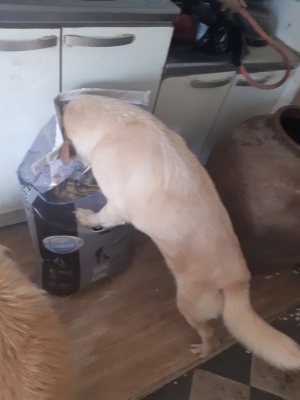 감자