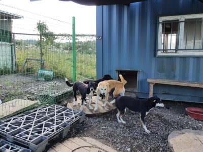 삐용이