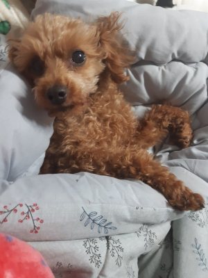 모카